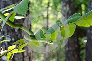 Rough Green Snake