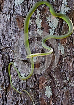 Rough Green Snake