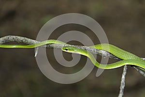 Rough Green Snake on a branch