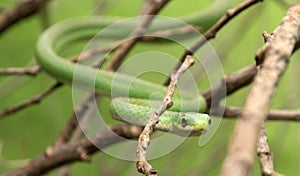 Rough green snake