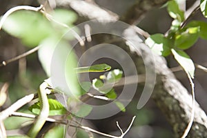 Rough Green Snake
