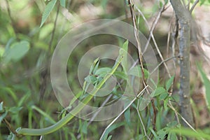 Rough Green Snake