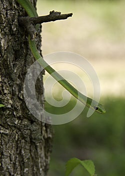 Rough green snake in tree