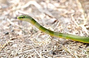 Rough Greensnake slithering, Phinizy Swamp Nature Park, Augusta, Georgia USA