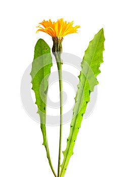 Rough hawkbit (Leontodon hispidus)