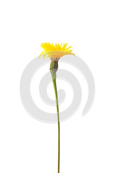 Rough hawkbit (Leontodon hispidus)