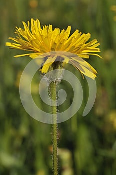 Rough Hawkbit photo