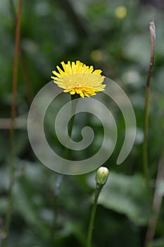 Rough Hawkbit
