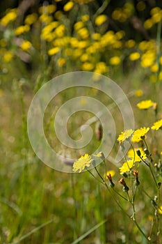 The Rough Hawksbeard Crepis biennis