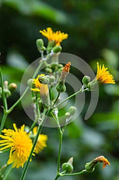 Rough Hawksbeard Crepis biennis plant blooming in a meadow