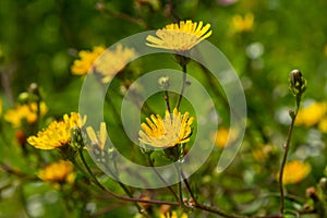 Rough Hawksbeard Crepis biennis plant blooming in a meadow