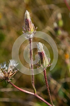 Rough Hawksbeard Crepis biennis plant blooming in a meadow