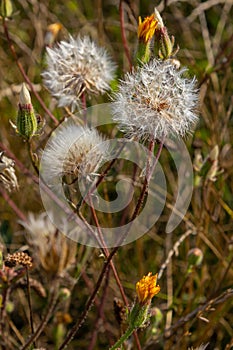 Rough Hawksbeard Crepis biennis plant blooming in a meadow