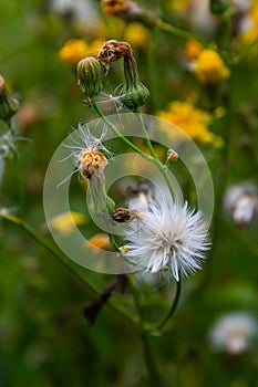 Rough Hawksbeard Crepis biennis plant blooming in a meadow