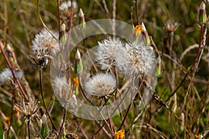 Rough Hawksbeard Crepis biennis plant blooming in a meadow