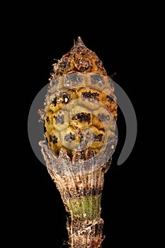 Rough Horsetail (Equisetum hyemale). Strobilus Closeup