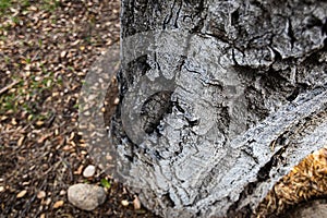 Rough intricate  texture of the california live oak tree