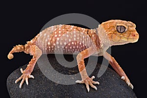 Rough knob-tailed gecko (Nephrurus amyae)