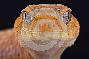 Rough knob-tailed gecko (Nephrurus amyae)