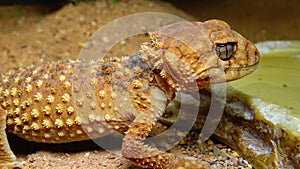 The rough knob-tailed gecko Nephrurus amyae, brown lizard with camouflage color on the sand