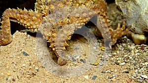 The rough knob-tailed gecko Nephrurus amyae, brown lizard with camouflage color on the sand