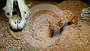 The rough knob-tailed gecko Nephrurus amyae, brown lizard with camouflage color on the sand