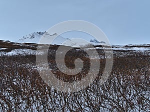 Rough landscape with snow-covered mountains of Skaftafell in the south of Iceland with small brown-colored birch trees.