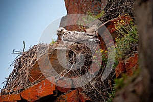 Rough-legged buzzard (Buteo lagopus), also called the rough-legged hawk, on the nest