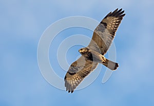 Rough-legged buzzard Buteo lagopus flies high in blue sky with spreaded wings