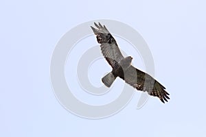 Rough-legged buzzard (Buteo lagopus) in-flight from below