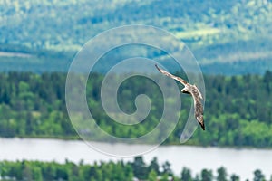 The rough legged buzzard/buteo lagopus photographed in flight.