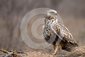 Rough-legged Buzzard, Buteo lagopus, stands on the ground