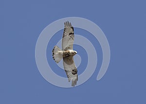 Rough-legged buzzard soaring in the blue sky-1.