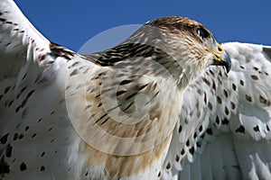 Rough Legged Hawk