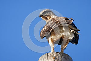 Rough Legged Hawk