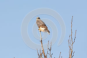 Rough-legged Hawk Bird