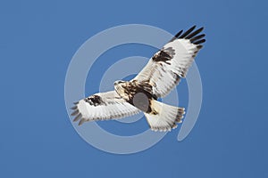 Rough-legged Hawk (Buteo lagopus)