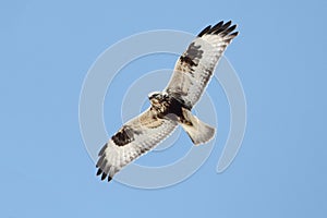 Rough-legged Hawk (Buteo lagopus)