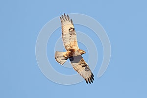 Rough-legged Hawk (Buteo lagopus)