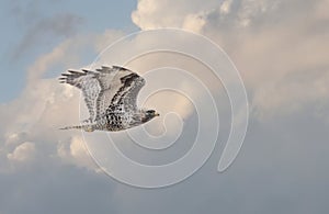 A Rough-legged hawk in flight in Canada