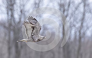 A Rough-legged hawk in flight in Canada