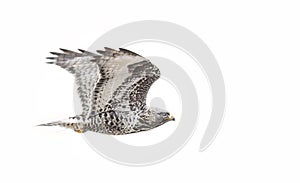 A Rough-legged hawk in flight in Canada