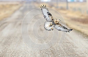 Rough Legged Hawk In Flight with mouse