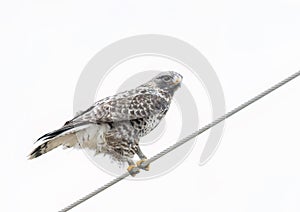 Rough-legged hawk isolated on white background perched on a wire in winter in Canada