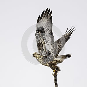 Rough Legged Hawk taking flight from a tree