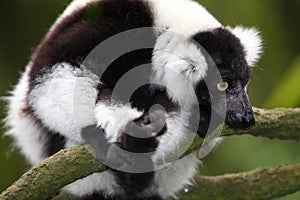 Rough Lemur