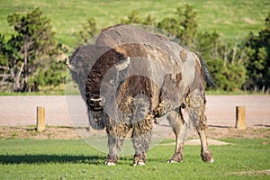 A rough looking bison stands in the afternoon sun at a campground in South Dakota.