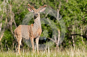 A Shaggy Mule Deer Buck with Velvet Antlers