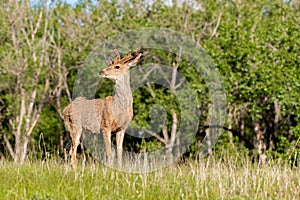 A Shaggy Mule Deer Buck with Velvet Antlers