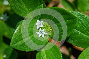 Rough Mexican clover Richardia scabra macro - Davie, Florida, USA photo